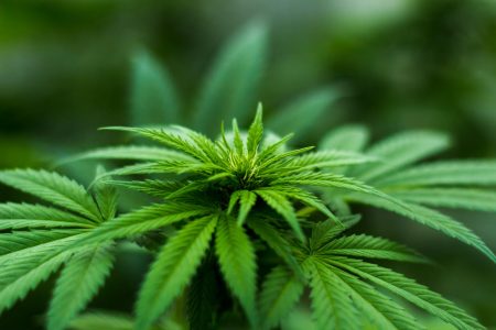 Know About CBD